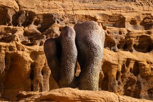 [Shezad Dawood][0], _Coral Alchemy II (Porites Columnaris)_. Exhibition view: Desert X AlUla 2022 (11 February–30 March 2022). Courtesy the artist and Desert X AlUla. Photo: Lance Gerber.


[0]: https://ocula.com/artists/shezad-dawood/
